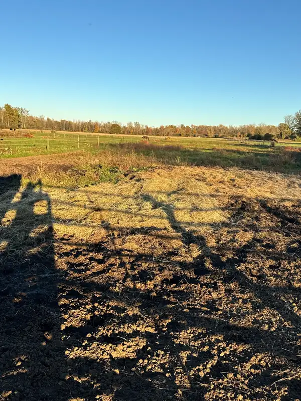 A pasture in late-afternoon autumn light
